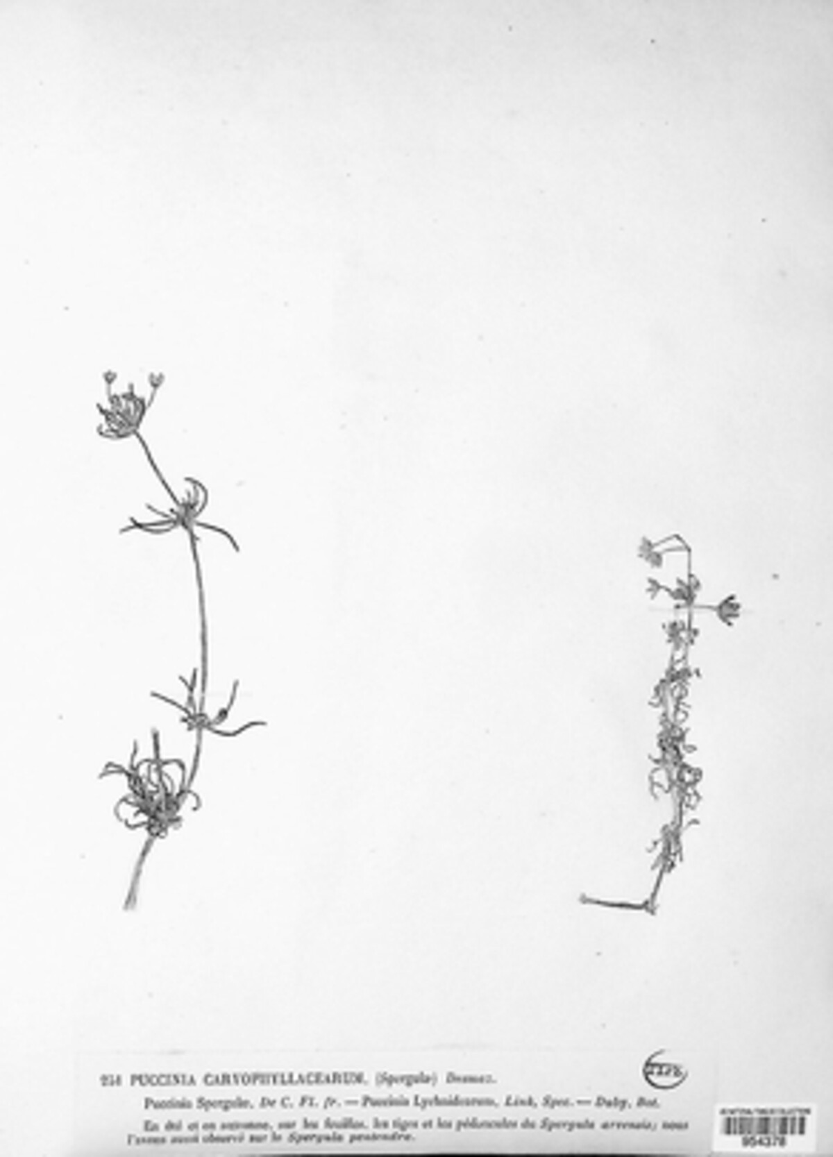 Puccinia caryophyllacearum image
